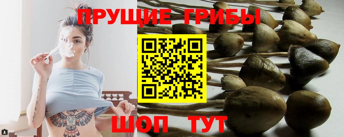 Будённовск  Псилоцибиновые грибы мухоморы  Галлюциногенные грибы Magic Shrooms  где найти   Вход с VPN 